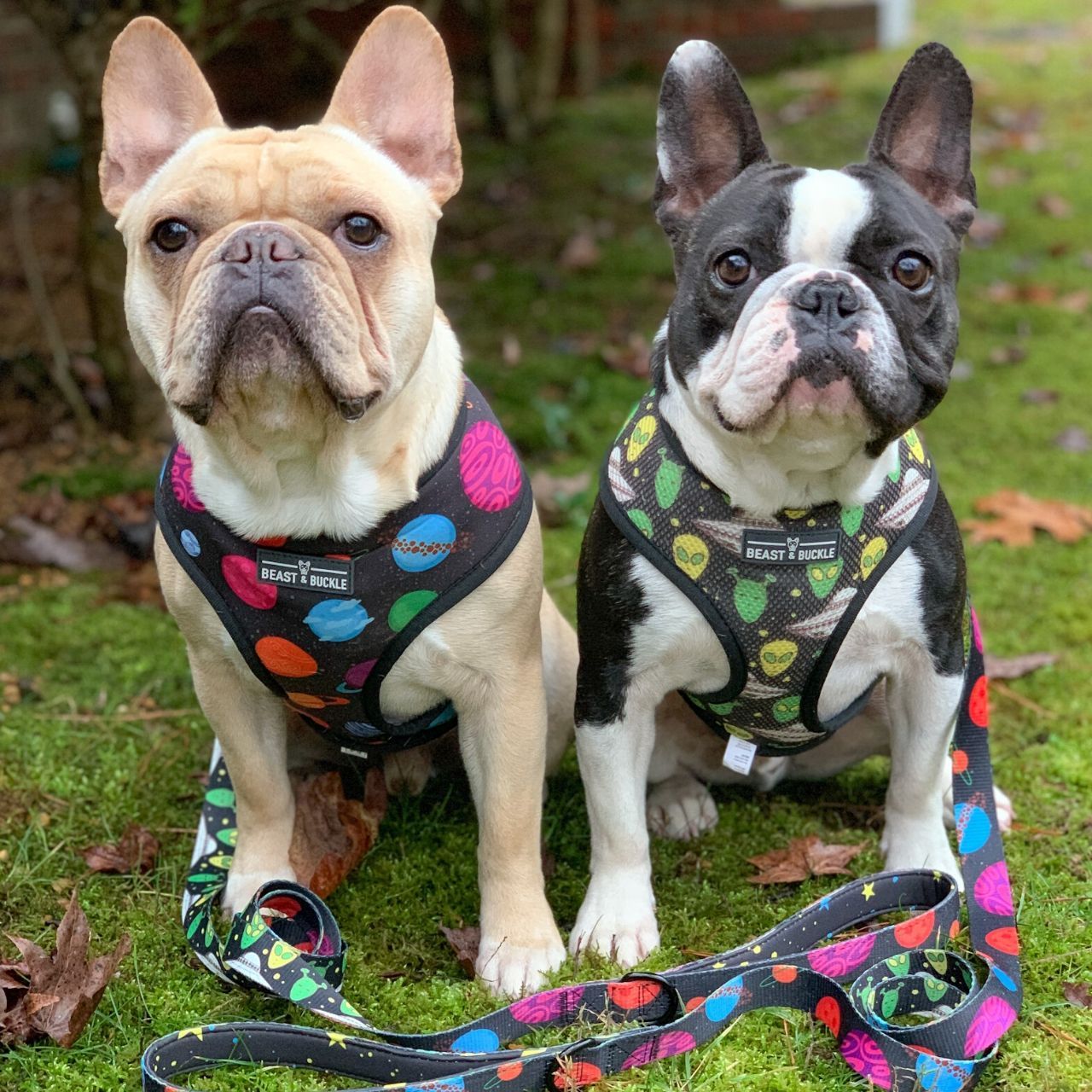 outer-space-reversible-dog-harness-828763_1800x1800